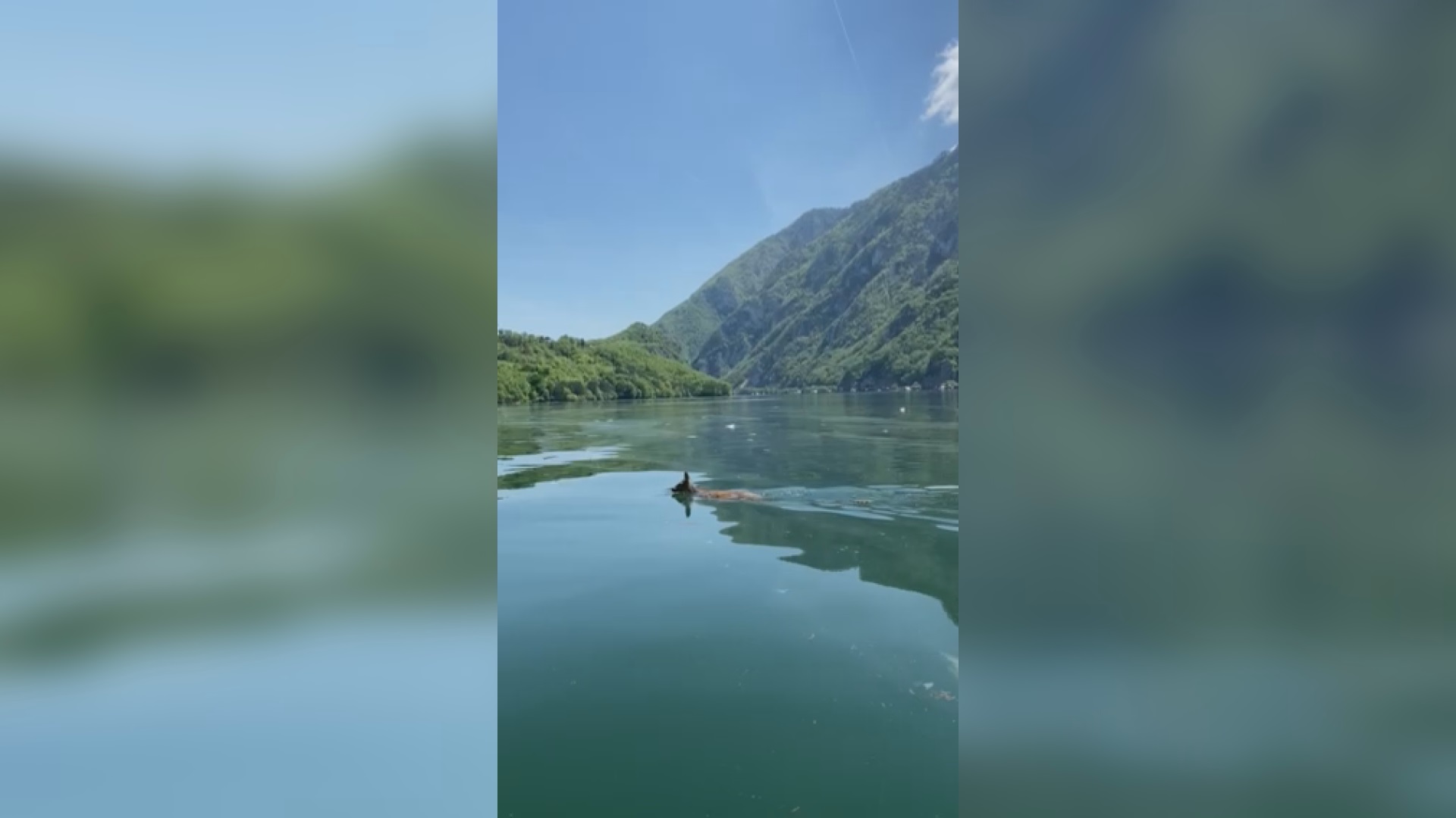 Neverovatan prizor sa Perućca, srndać preplivava jezero kako bi u susednoj Bosni našao partnerku/ Foto: RINA