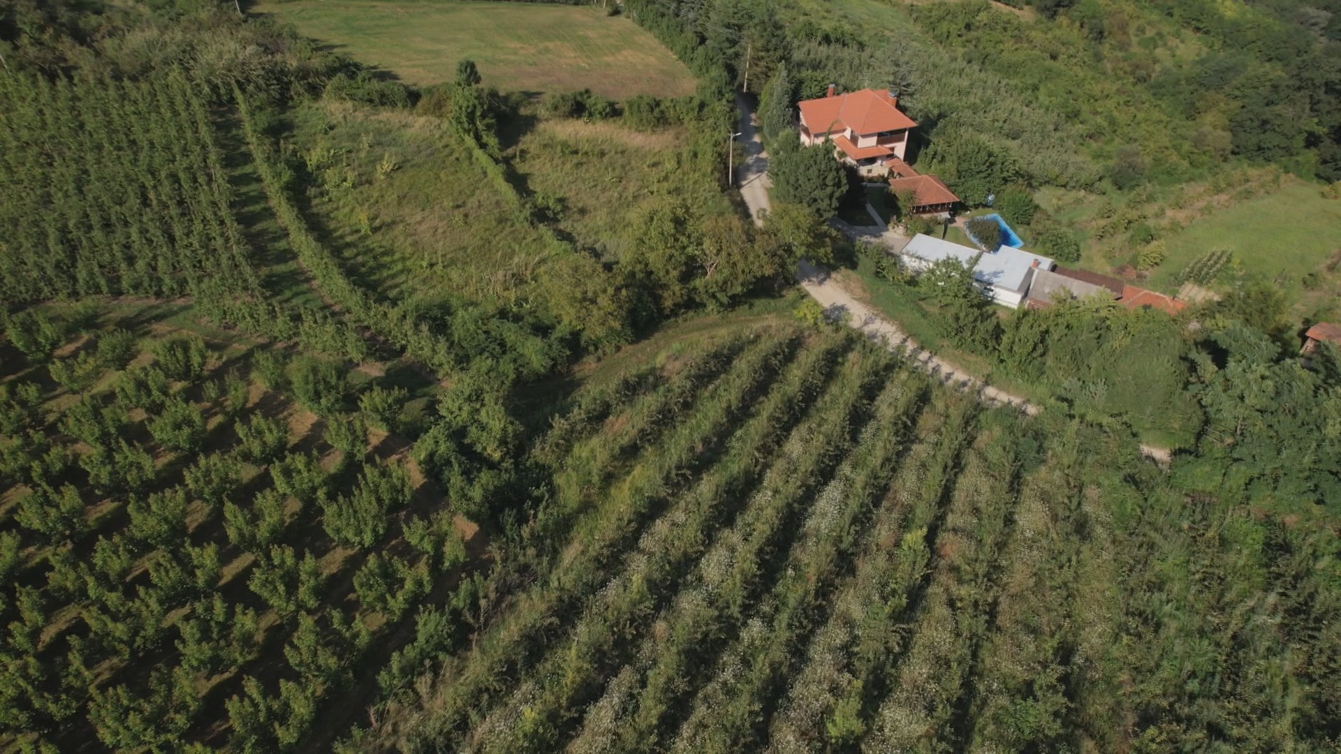 Mora se znati prava mera, svako pretiravanje obiće se o glavu: Čuveni voćar i pčelar iz sela Banjica otkriva kako ispravno upotrebljavati pesticide da srpske voćke ne bi doživele sudbinu breskvi na hrvatskoj granici (FOTO)
