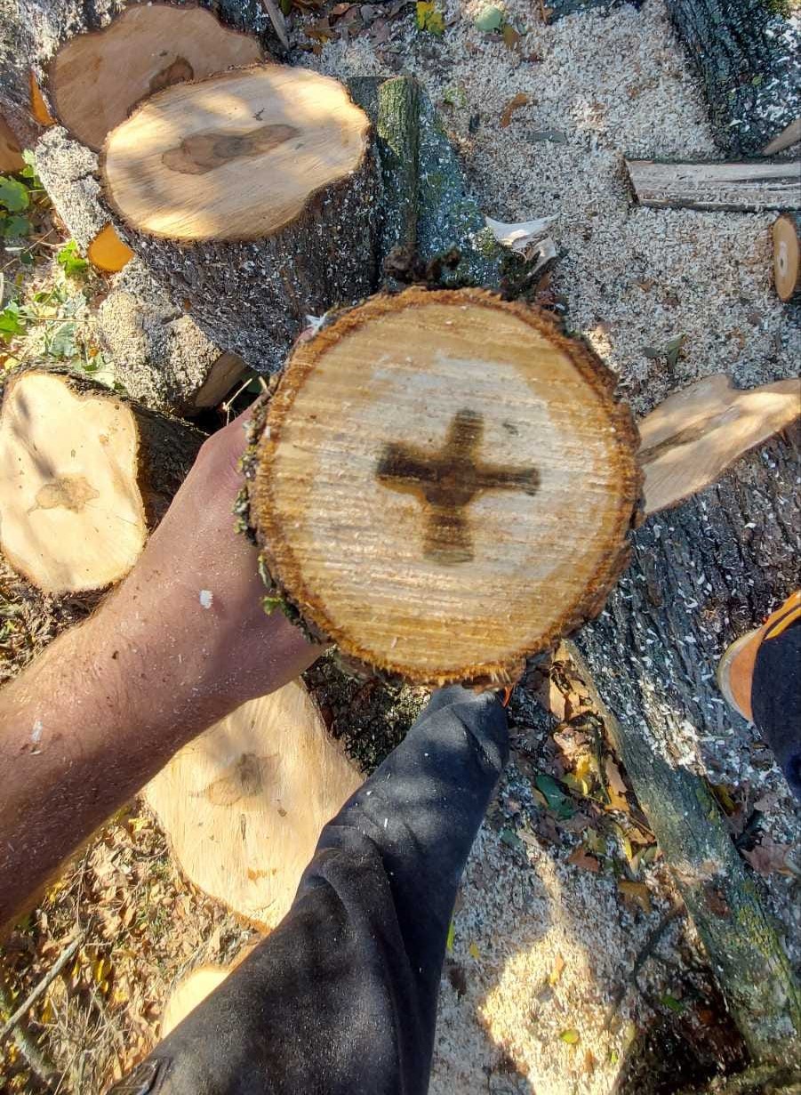 Dragoljub iz Goričana presekao drvo klena i ukazao mu se krst, ovakav Božiji znak ne pamte ni najstariji meštani u selu/ Foto: RINA