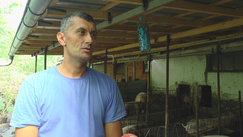 Strahujemo danima, nikom nije dozvoljeno da uđe u obore i sve se čisti: Meštani u panici zbog Afričke kuge svinja, ipak potražnja za prasićima ne jenjava (FOTO)