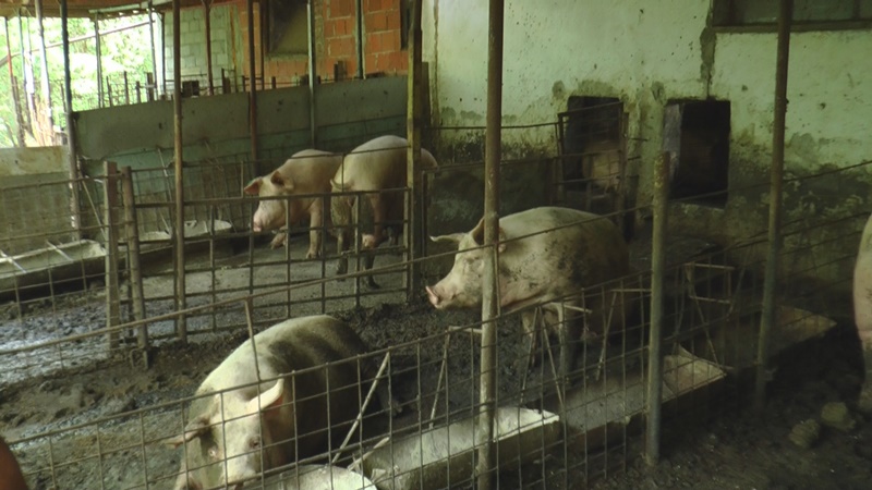 Meštani u panici zbog Afričke kuge svinja, ipak potražnja za prasićima ne jenjava/ Foto: RINA
