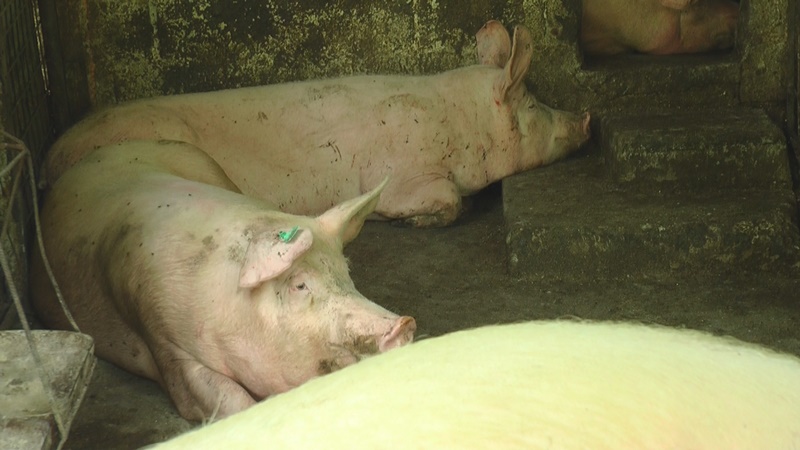 Meštani u panici zbog Afričke kuge svinja, ipak potražnja za prasićima ne jenjava/ Foto: RINA