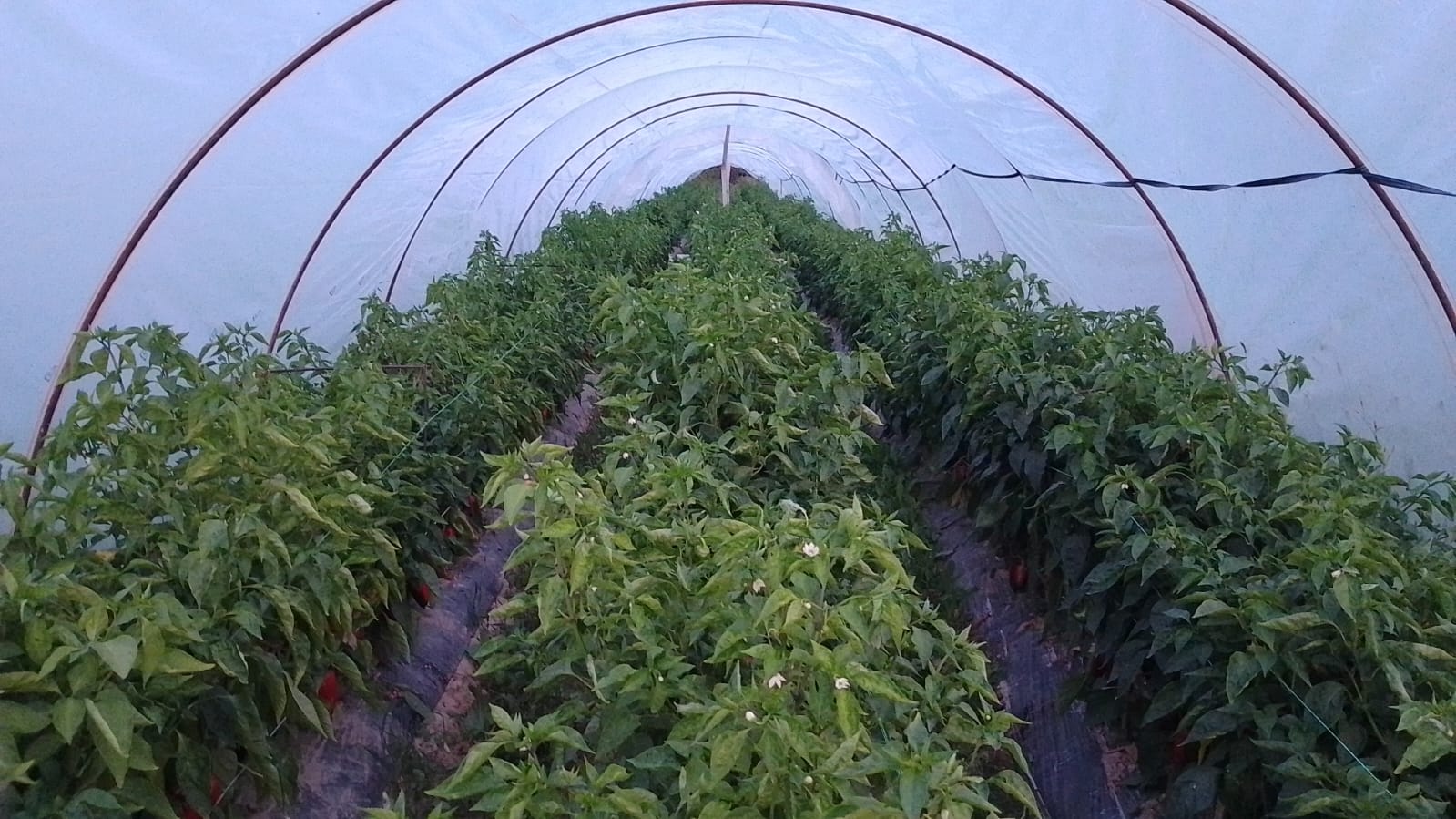 Odličan rod paprika u domaćinstvu Novčić u Lučanima / foto: RINA