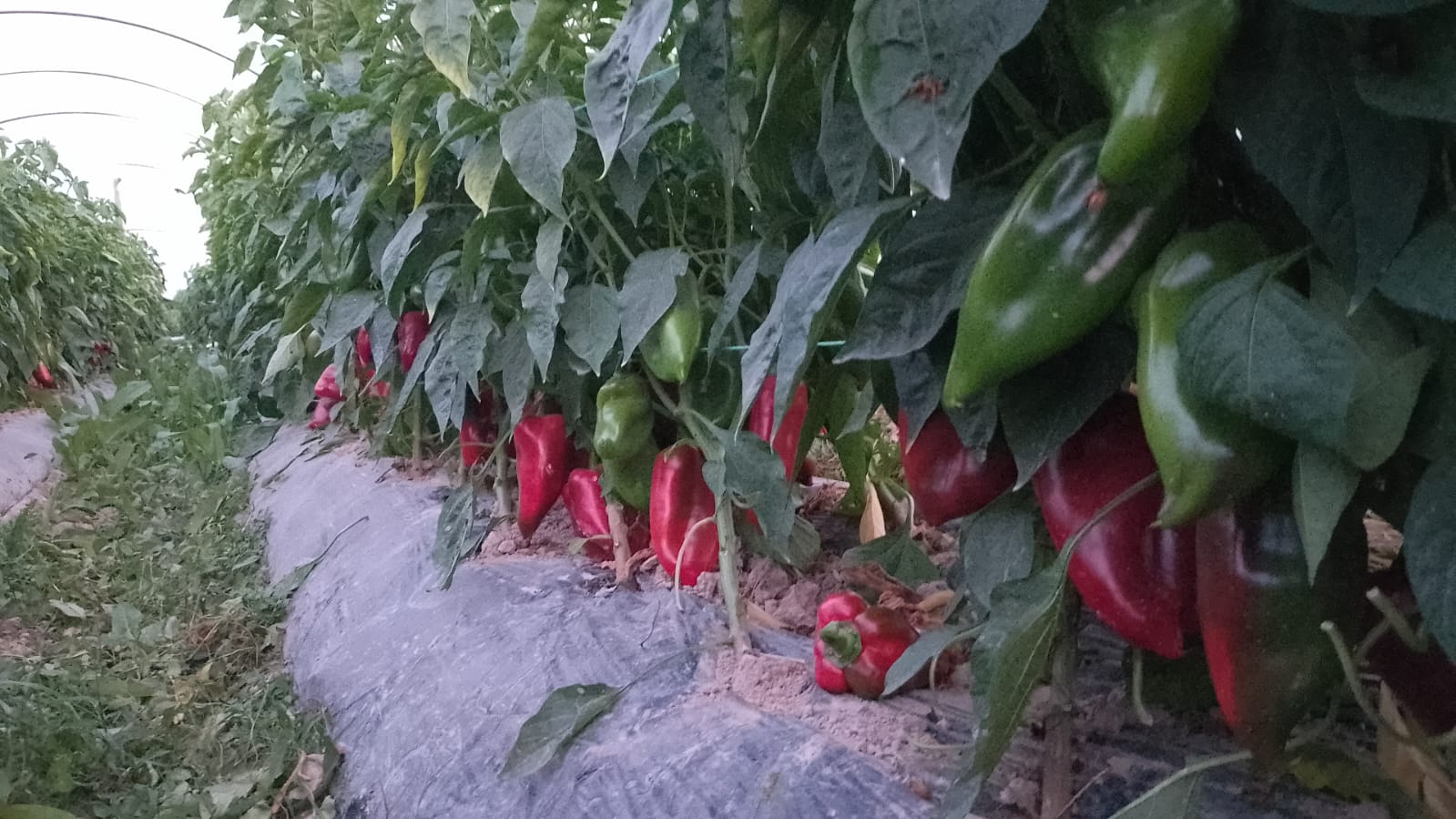 Odličan rod paprika u domaćinstvu Novčić u Lučanima / foto: RINA