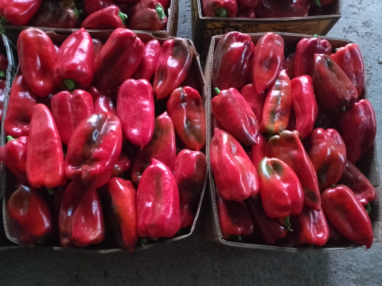 Odličan rod paprika u domaćinstvu Novčić u Lučanima / foto: RINA