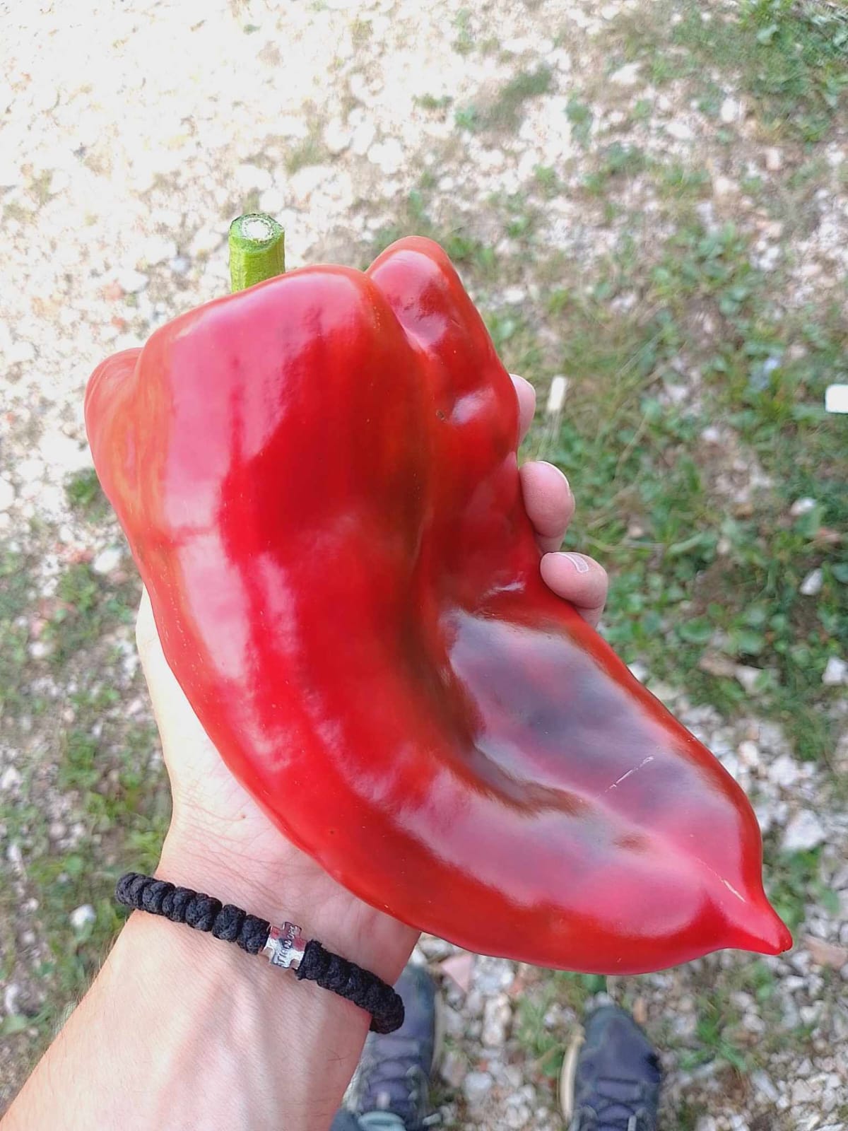 Čudo od paprike, jedna teška preko 300 grama: Domaćin Jovan ove godine ima rod za ponos, izuzetno krupnim i kvalitetnim plodovima kiša nije mogla ništa (FOTO)