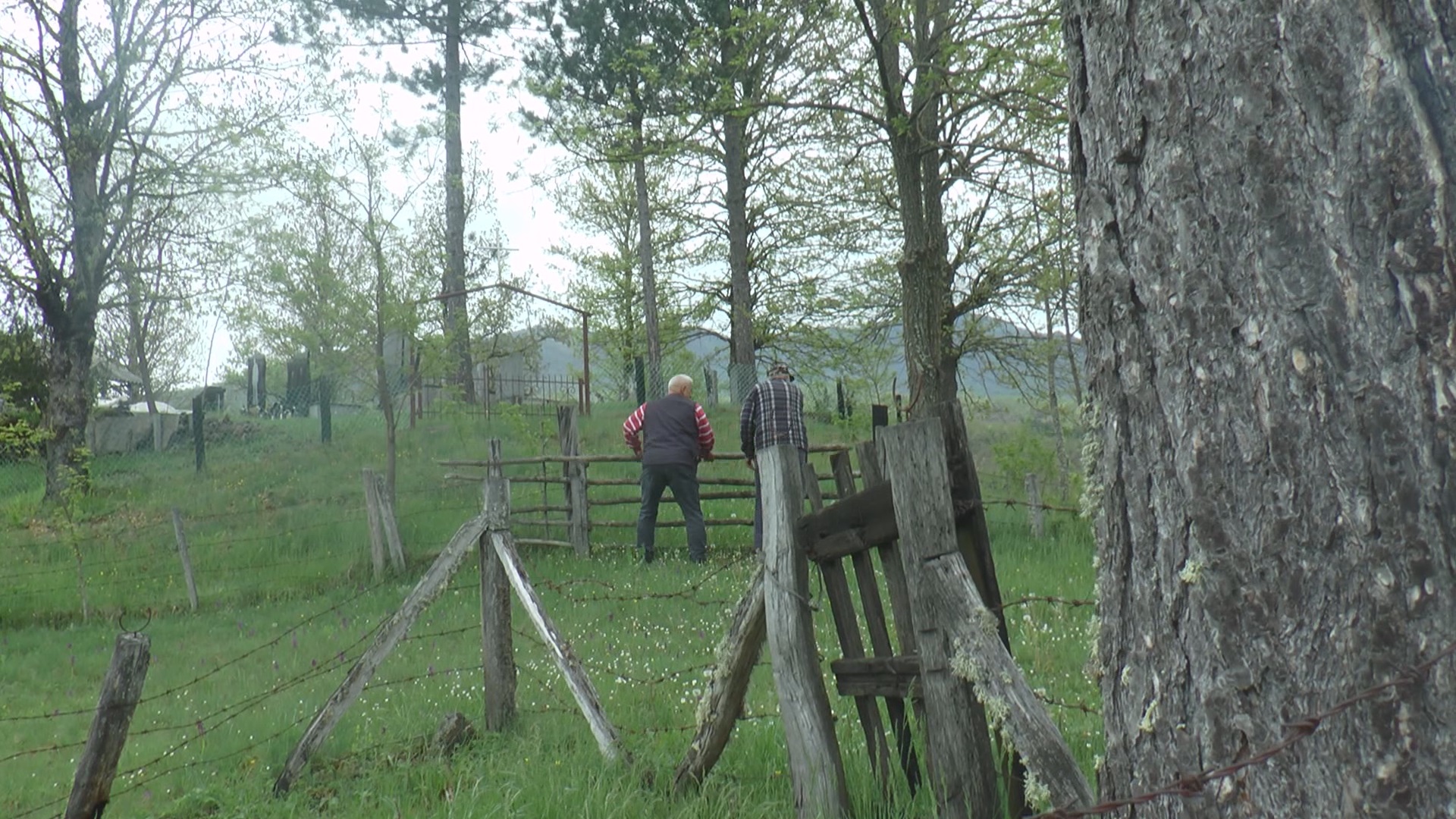 Krvavi obračun u pribojskom selu Goleši, sevali noževi i vile: Fizički sukob trojice muškaraca zbog medje, dva lica teško povredjena