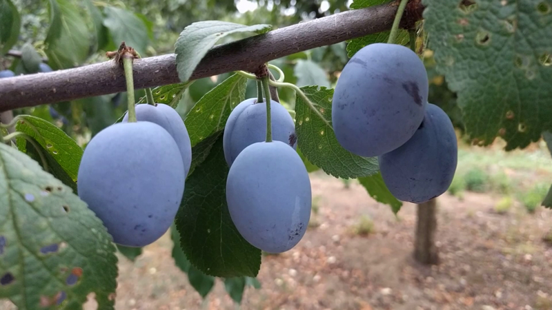 Pićemo rakiju od prošle godine, šljiva je sada duplo manje: Loši vremenski uslovi desetkovali rod ovog voća, pozni prolećni mraz ih uništio (FOTO)