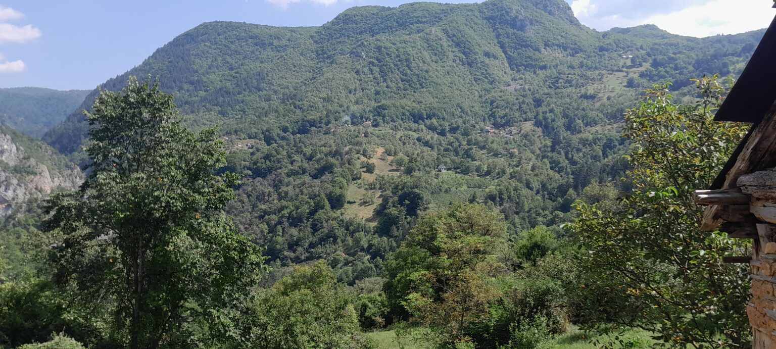 Fascinantna bašta kestenova u selu Hisardžik odoleva vekovima / foto: RINA