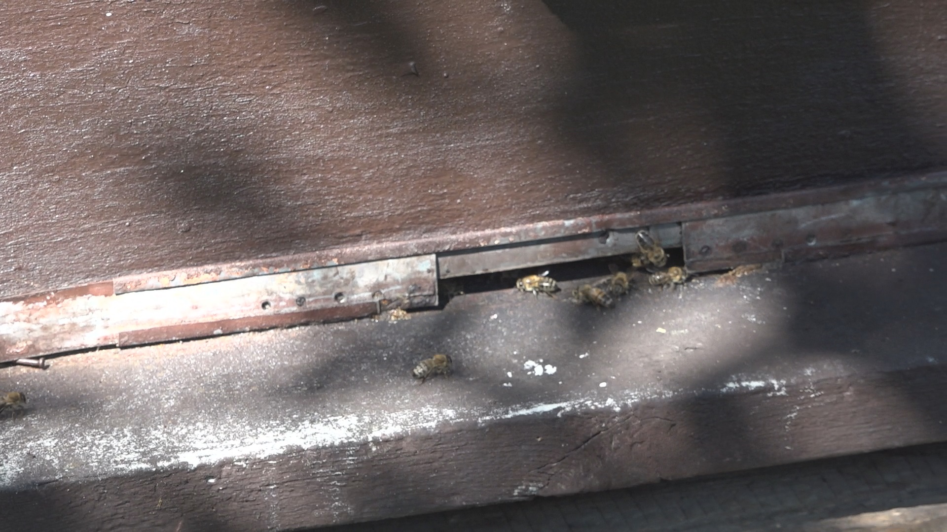 Med i propolis koriste se i kao hrana i kao lek/ Foto: RINA
