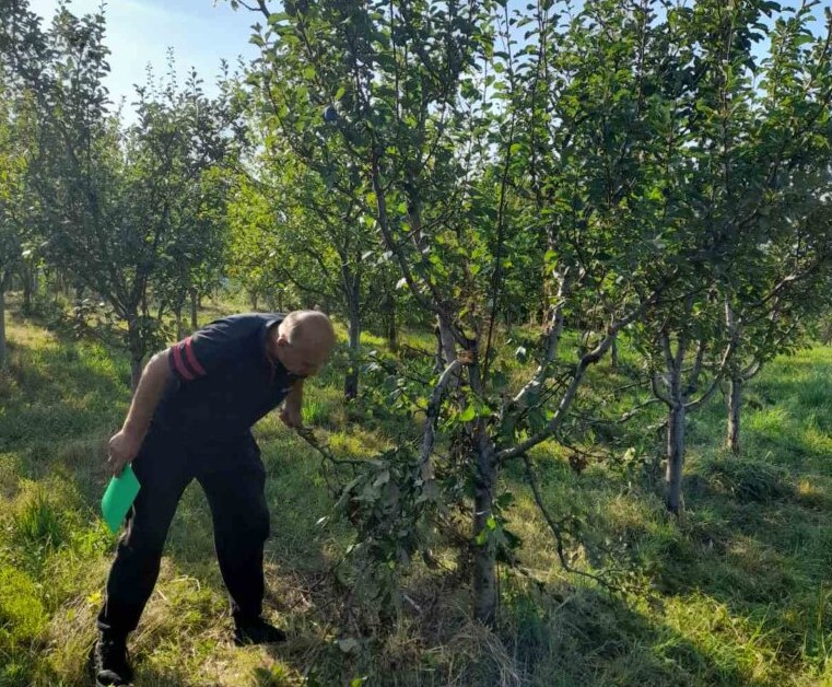 Mečka upala u Mujin voćnjak i napravila haos / foto: RINA