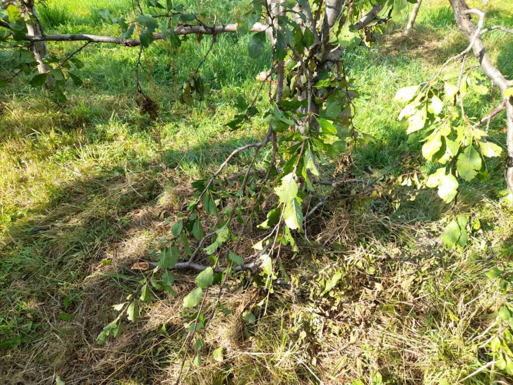 Medved uleteo i napravio haos u Mujinom voćnjaku u selu kod Prijepolja: Šumska zver domaćinu obrala sve zrele šljive što su rodile i polomila stabla (FOTO)