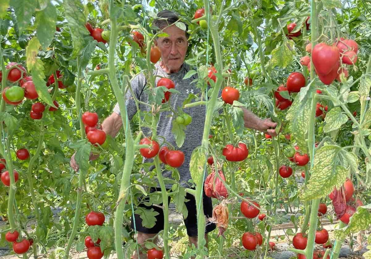 Kod Himza iz Prijepolja rađa džinovski čeri paradajz koji može da obere jedino sa merdevina / foto: RINA