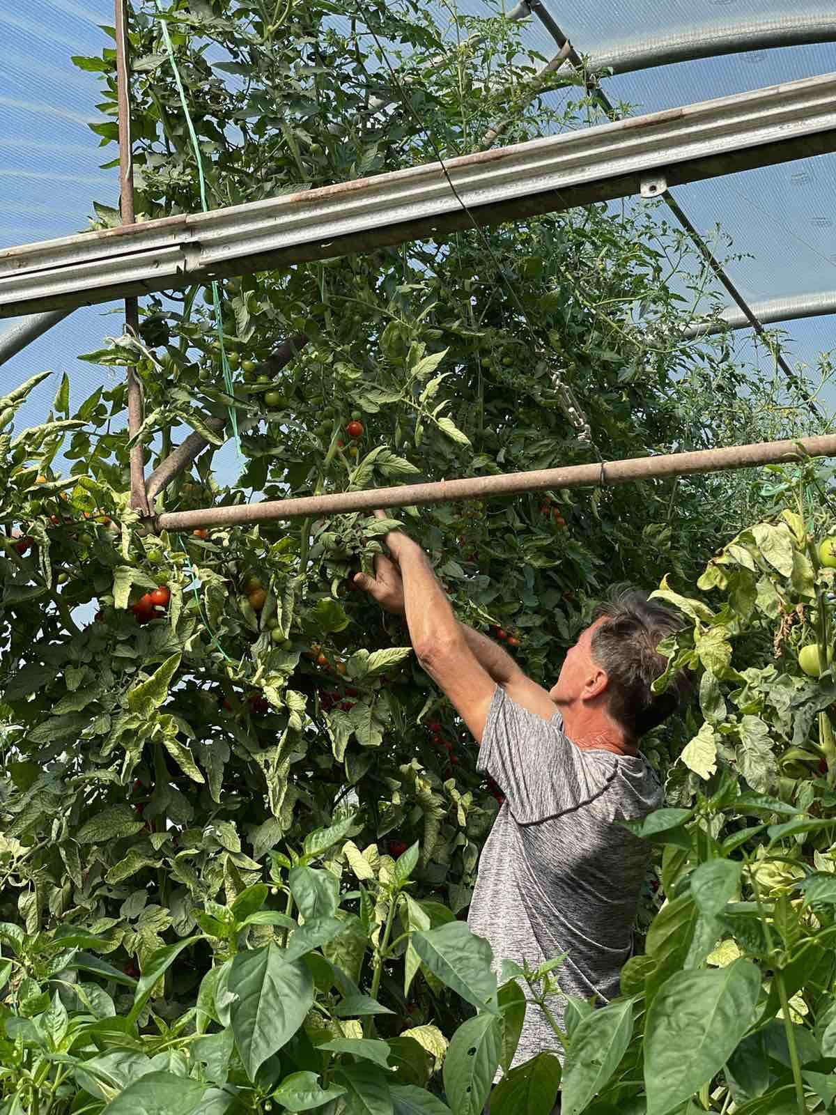 Kod Himza iz Prijepolja rađa džinovski čeri paradajz koji može da obere jedino sa merdevina / foto: RINA