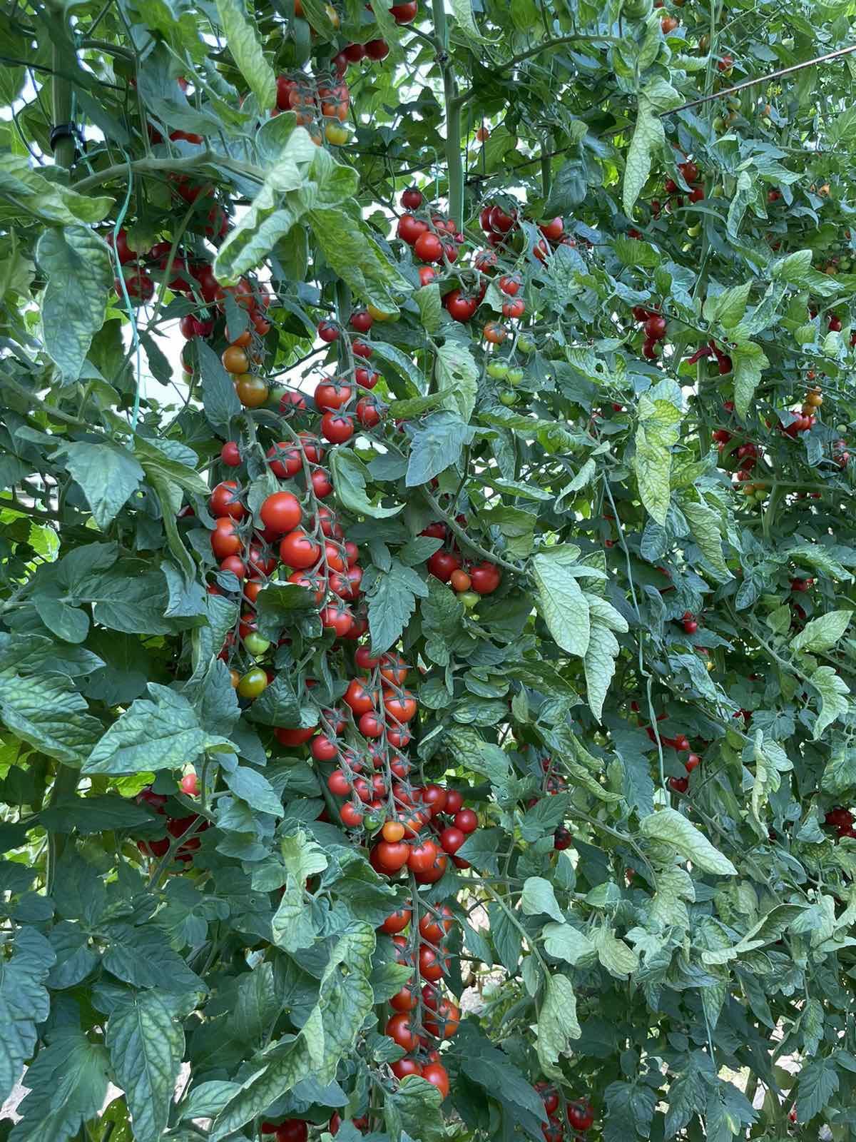 Skuplje je od zlata, ali donosi odličnu zaradu: Kod Himza iz Prijepolja rađa džinovski čeri paradajz koji može da obere jedino sa merdevina, gram semena - 100 evra (FOTO)