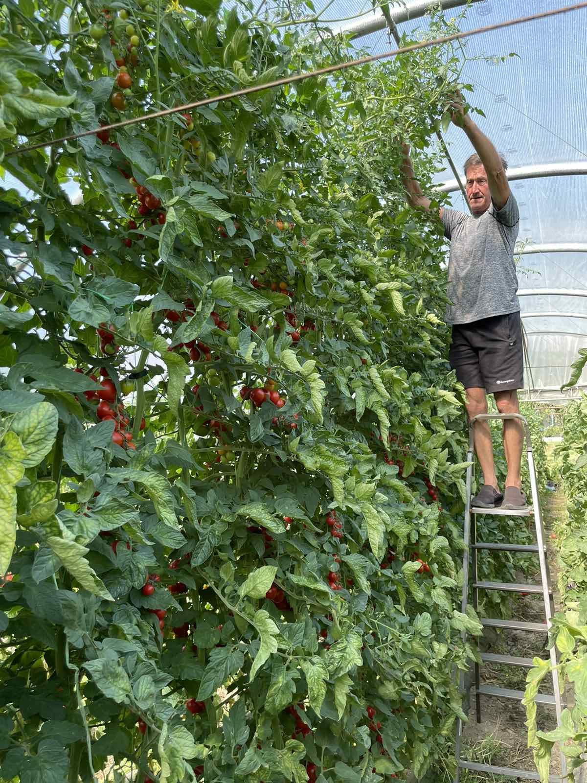 Kod Himza iz Prijepolja rađa džinovski čeri paradajz koji može da obere jedino sa merdevina / foto: RINA