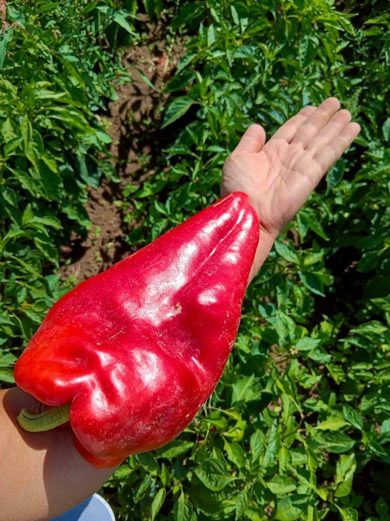 Poklanjaju papriku koju ne mogu da prodaju, veliko bravo za vredne povrtare iz sela Mršinci / foto: Privatna arhiva