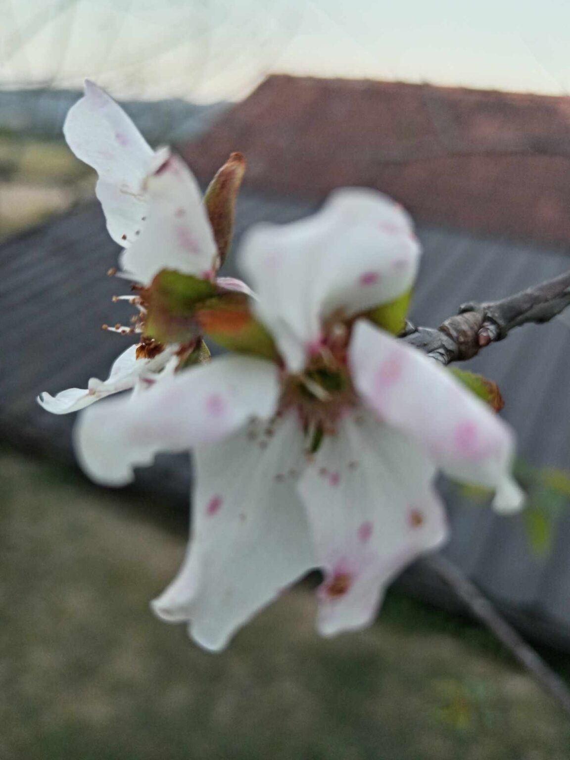 Cvetale višnje i trešnje u jesen kao da je proleće / foto: RINA