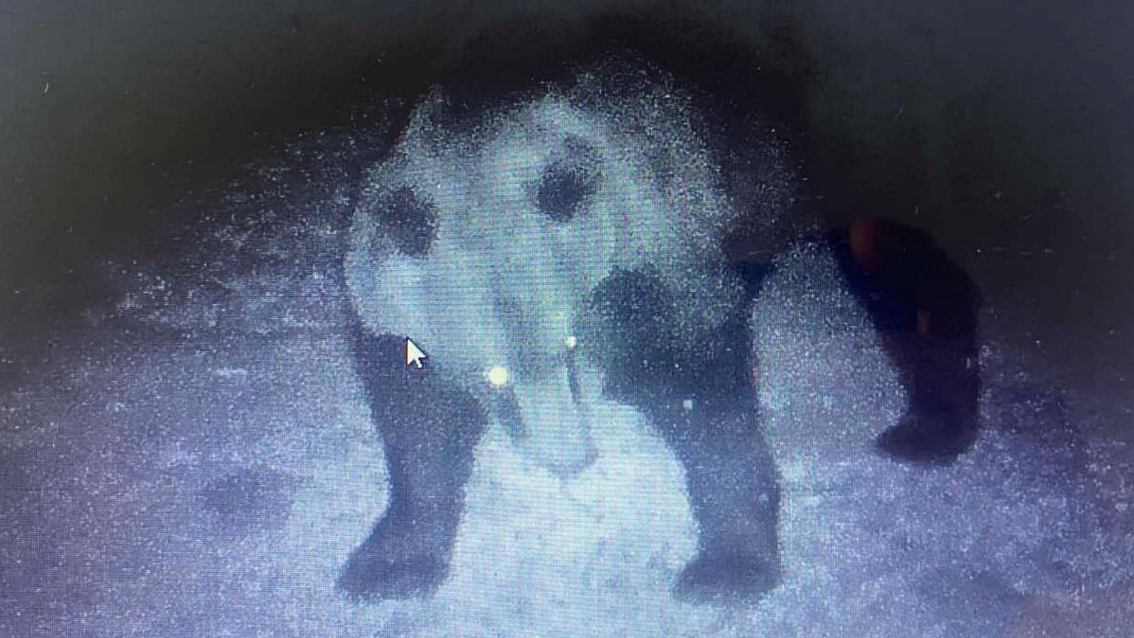 Lovci primetili tragove krupne životinje svuda u lovištu, došle najmanje tri odrasle jedinke i njihovi mladi / Foto: Privatna arhiva