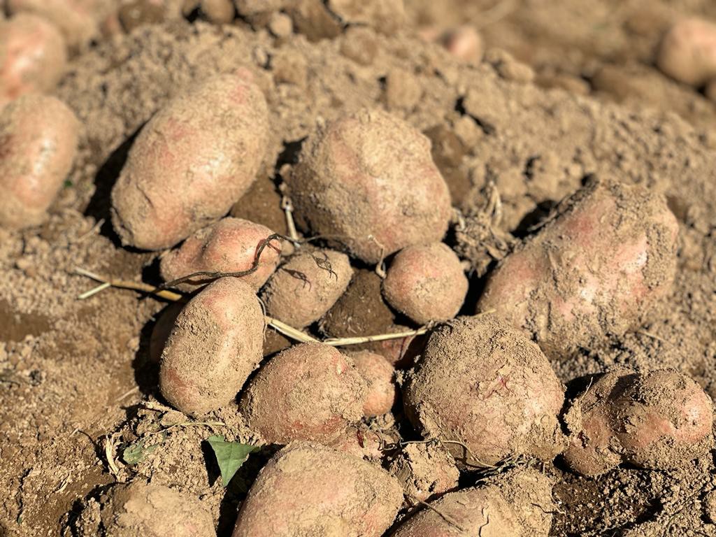 Brkovići iz sela Teočin ne odustaju od proizvodnje krompira, nijedan nije kao domaći srpski / foto: RINA