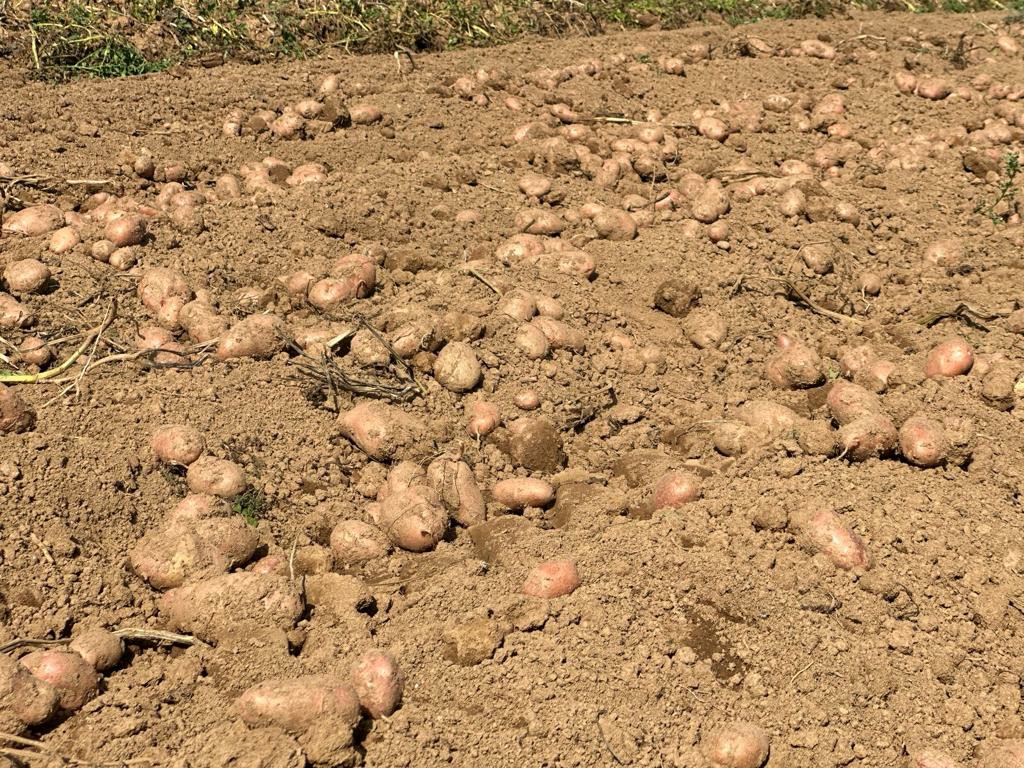 Brkovići iz sela Teočin ne odustaju od proizvodnje krompira, nijedan nije kao domaći srpski / foto: RINA