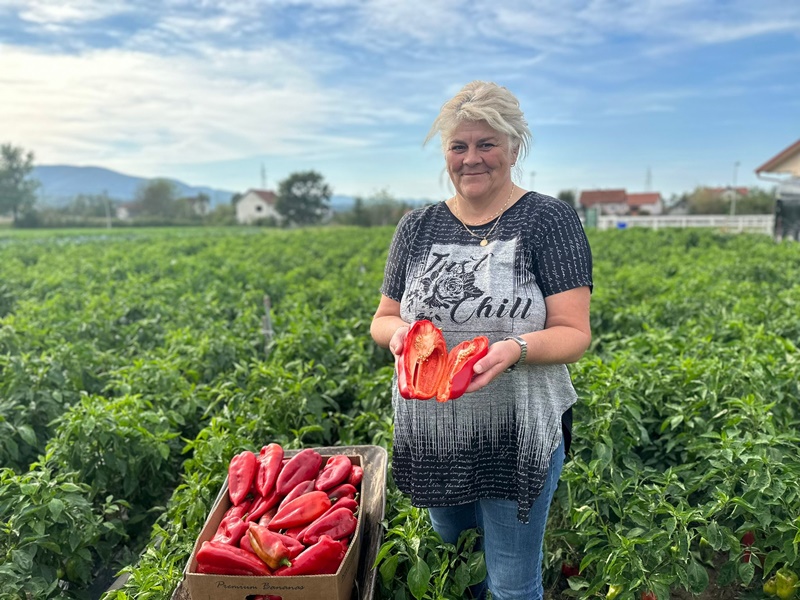 Jedna Danina džinovska paprika dovoljna za ručak cele porodice: Odličan kavalitet i rod crvenog povrća uprkos lošim vremenskim uslovima, cena na kologram 180 dinara (FOTO)