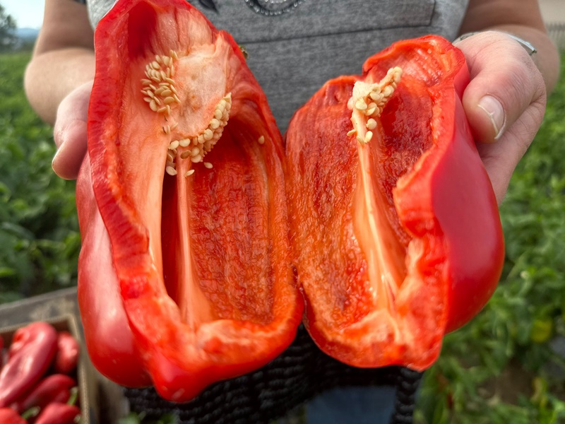 Jedna Danina džinovska paprika dovoljna za ručak cele porodice / foto: RINA