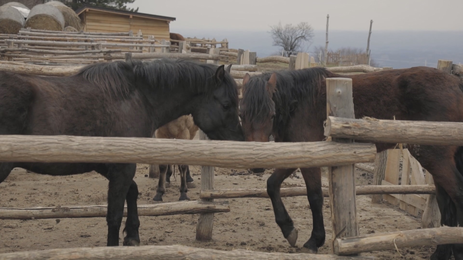 Igor je veterinar i svoje parče raja napravio je na Sokolskim planinama / foto: RINA, Mile Stančić