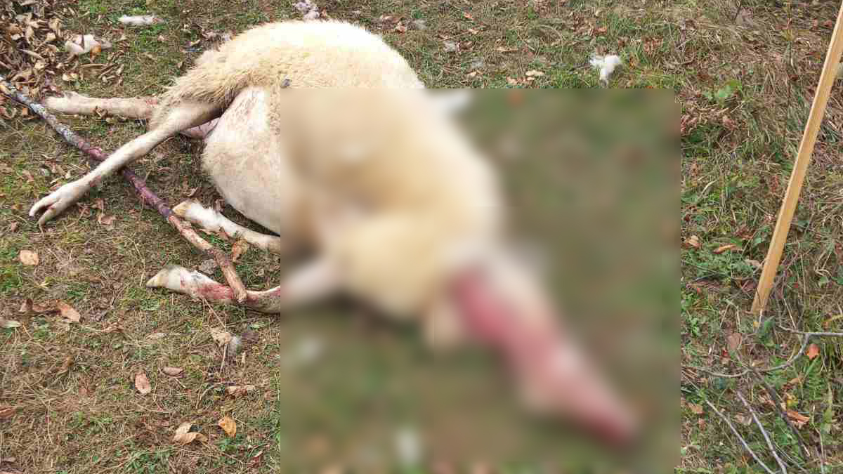 Divlje zveri mu došle na kućni prag i napravile horor: Vasilije ostao bez sedam ovaca za jednu noć, jeziv dogadjaj kod Nove Varoši/ Foto: RINA