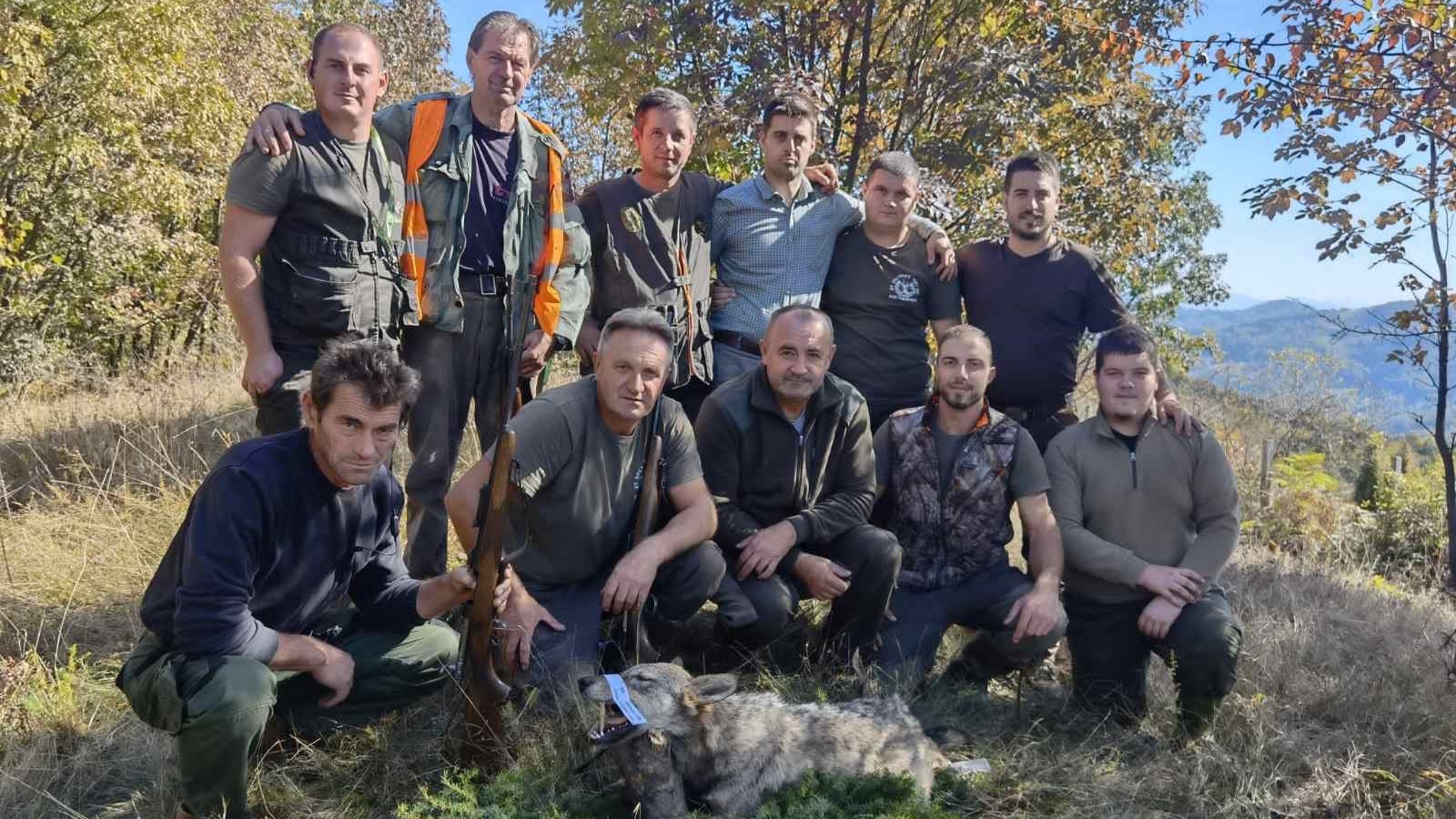Oči u oči sa predatorom, vukova na teritoriji Kosjerića iz dana u dana sve je više: Iskusni lovac Miroljub uspeo da odstreli jednog predatora - prišao mu na 10 metara (FOTO)