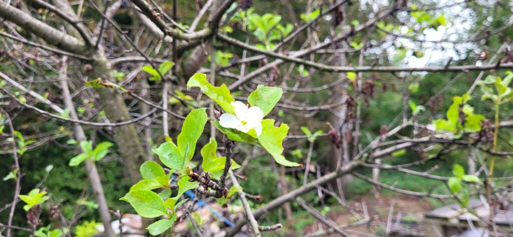 Trešnje usred jeseni procvetale širom Srbije / foto: RINA