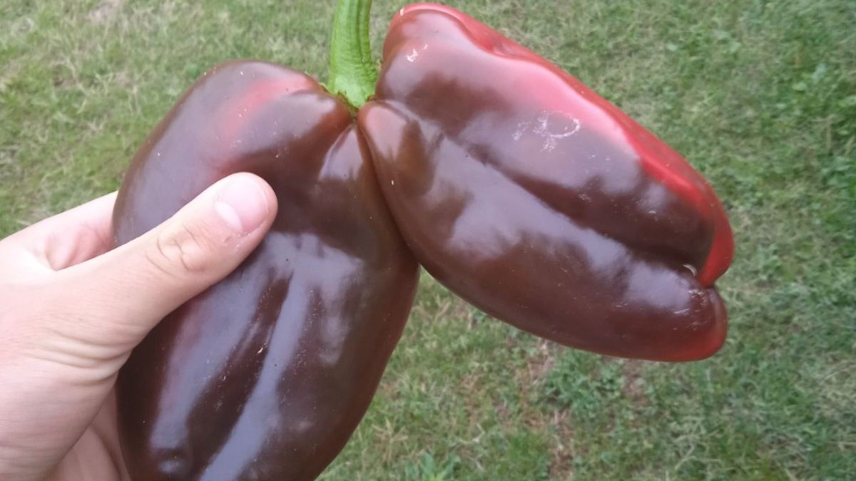 Ovo se retko viđa: Đorđe iz Šumadije pronašao nesvakidašnji plod paprika, biznakinje uprkos težini i krupnoći čvrsto stoje na jednoj peteljci (FOTO)
