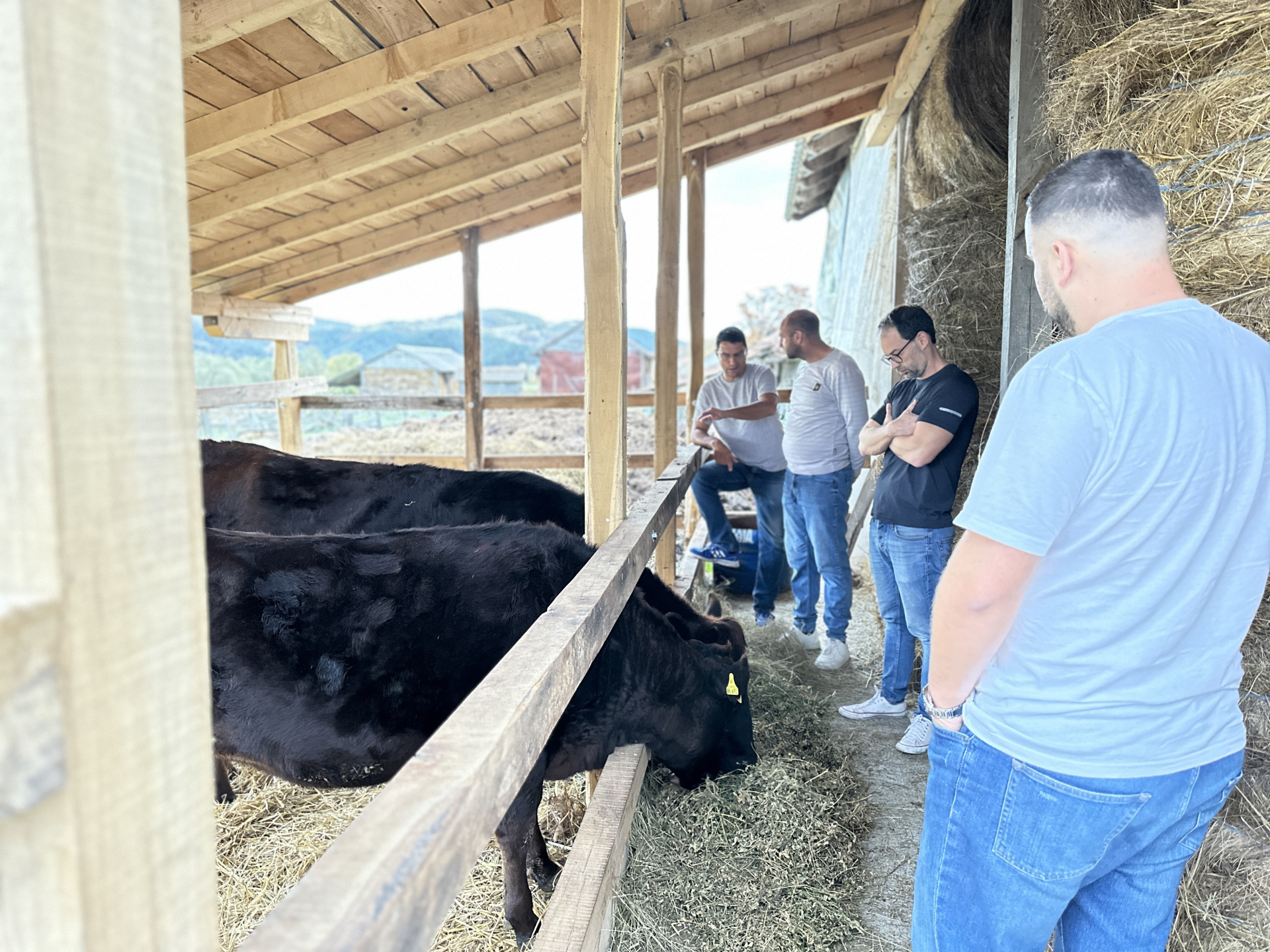 Prve vegi krave stigle u okolinu Čačka / foto: RINA