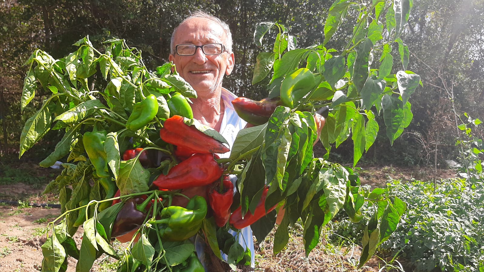 Džinovska paprika nosi ime slonova noga i raste u Topoli / foto: RINA