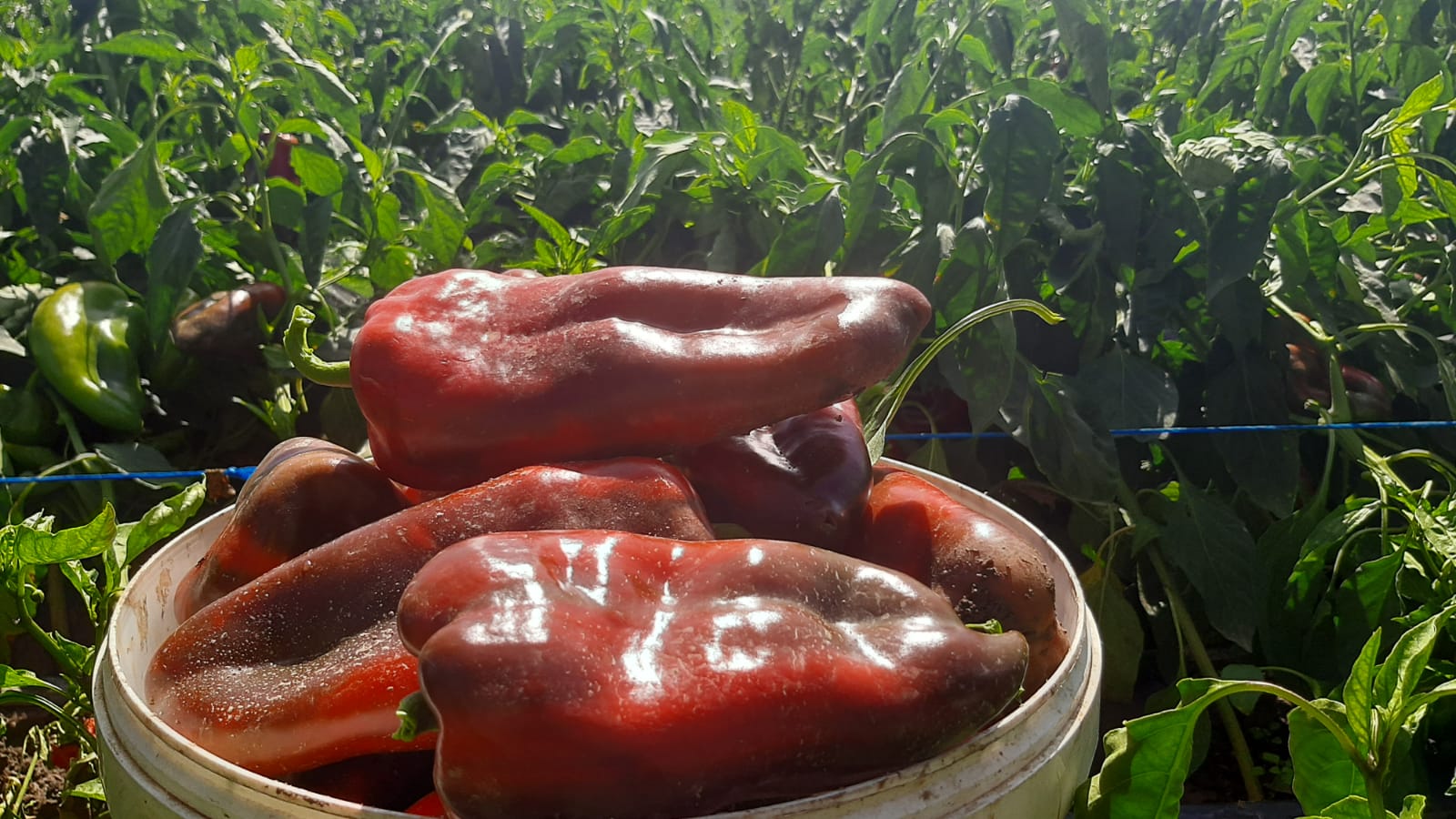 Džinovska paprika nosi ime slonova noga i raste u Topoli: Jedan plod težak skoro pola kilograma i dovoljan da ruča čitava porodica (FOTO)