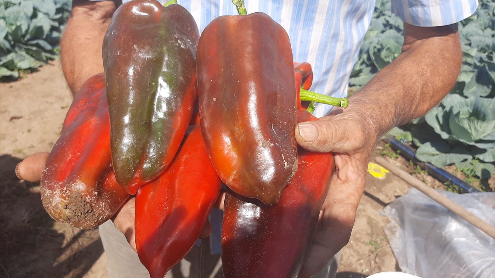 Džinovska paprika nosi ime slonova noga i raste u Topoli / foto: RINA