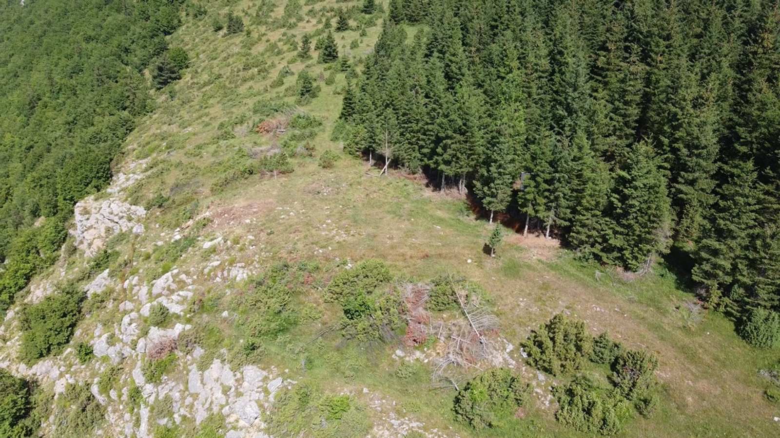 Kraljevi srpskog neba se dižu kao Feniks iz pepela: Beloglavih supova u kanjonu Muileševke sve je više, za ove retke ptice ljubitelji prirode sada prave i hranilište (FOTO)