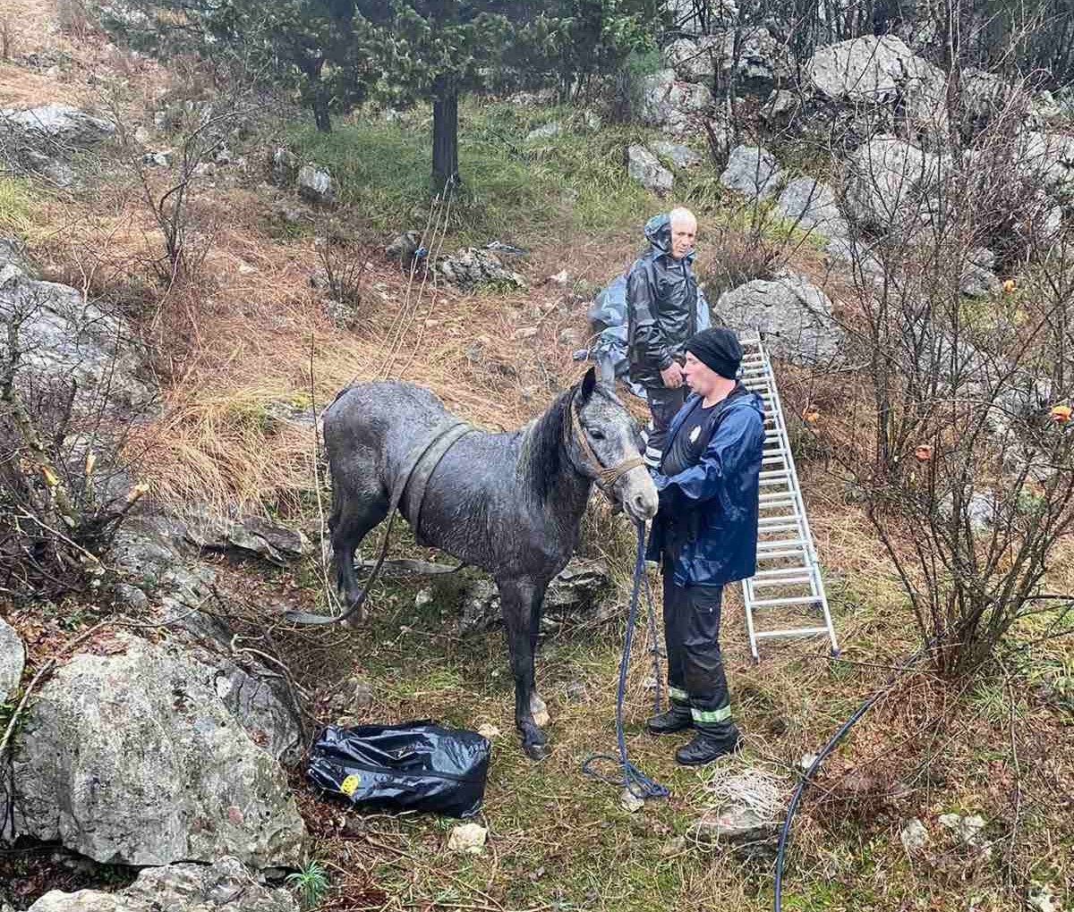 Hrabri vatrogasci spasioci spasili konja kod Cetinja / foto: Služba zaštite i spašavanja Podgorica