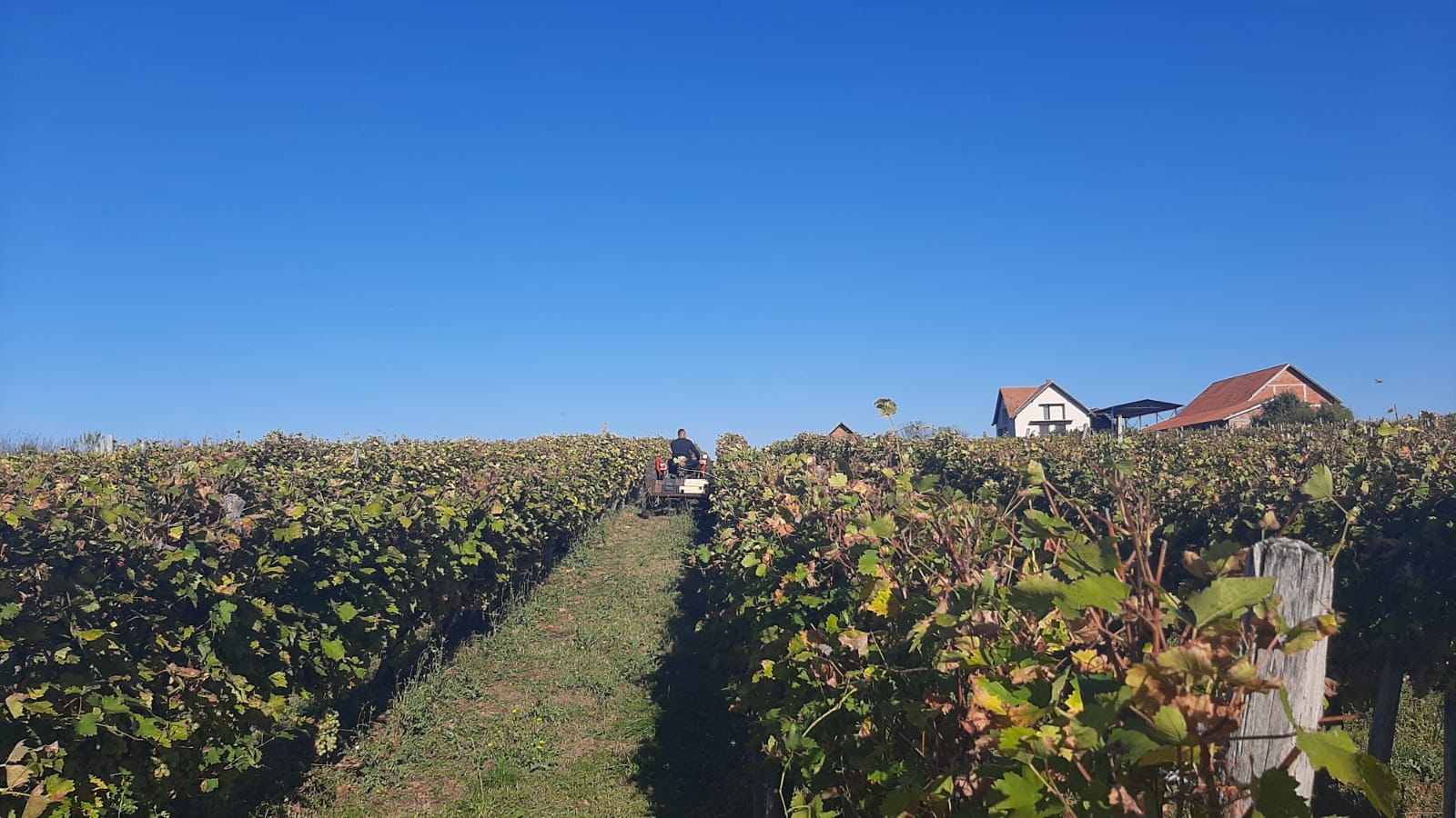 Nenad i njegov sin ostali na porodičnom imanju i bave se vinogradarstvom: Deset tona grožđa prve klase prodali su ove godine, rod i kvalitet - odlični, a cena solidna (FOTO)