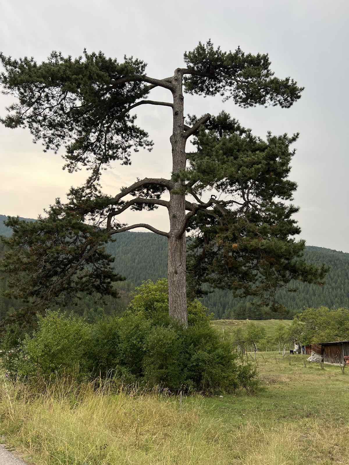 Nestvarne lepote zlatiborske Dobroselice i stoletni crni borovi / foto: RINA