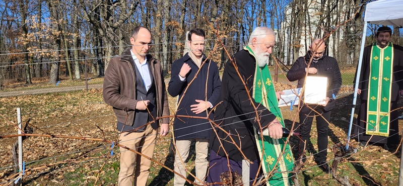 Oduvek u srcu nosim svoj rodni kraj: Tradicija i običaji se poštuju, prinčevi orezali vinovu lozu na Oplencu (FOTO)