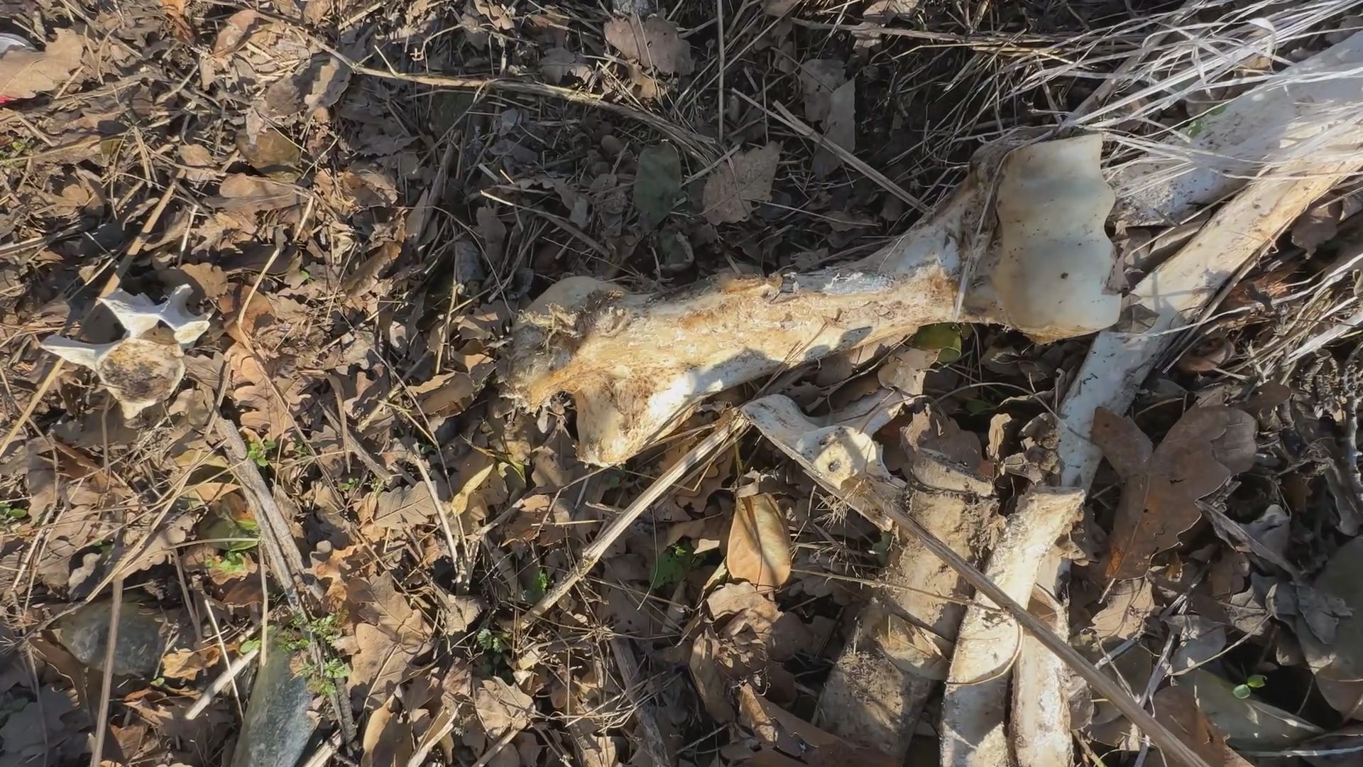 Sramotna slika, dovoze leševe uginulih životinja: Na Ljubić brdu u Čačku divlje deponije niču kao pečurke posle kiše - nesnosan smrad se širi naseljem (FOTO)