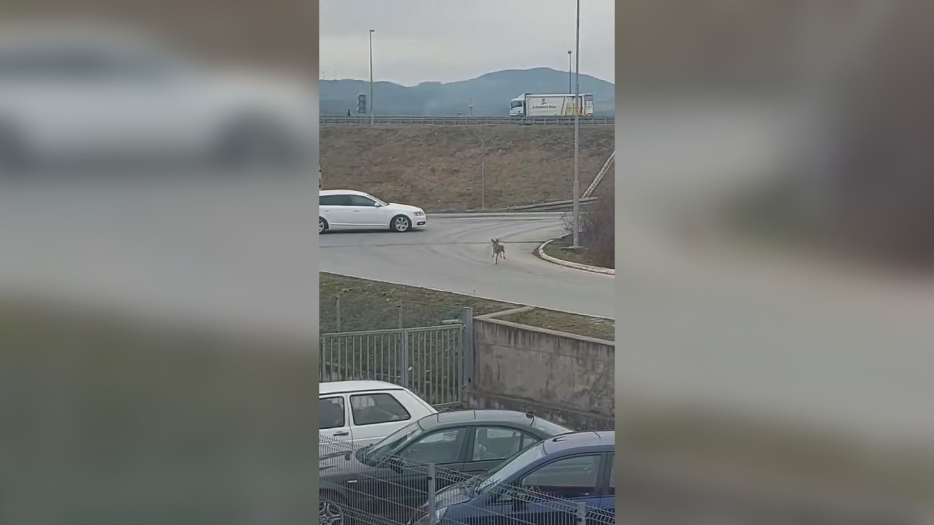 Tragedija kod Požege: Srna stradala na licu mesta, iskočila na kolovoz kada je na nju naleteo šleper (VIDEO)