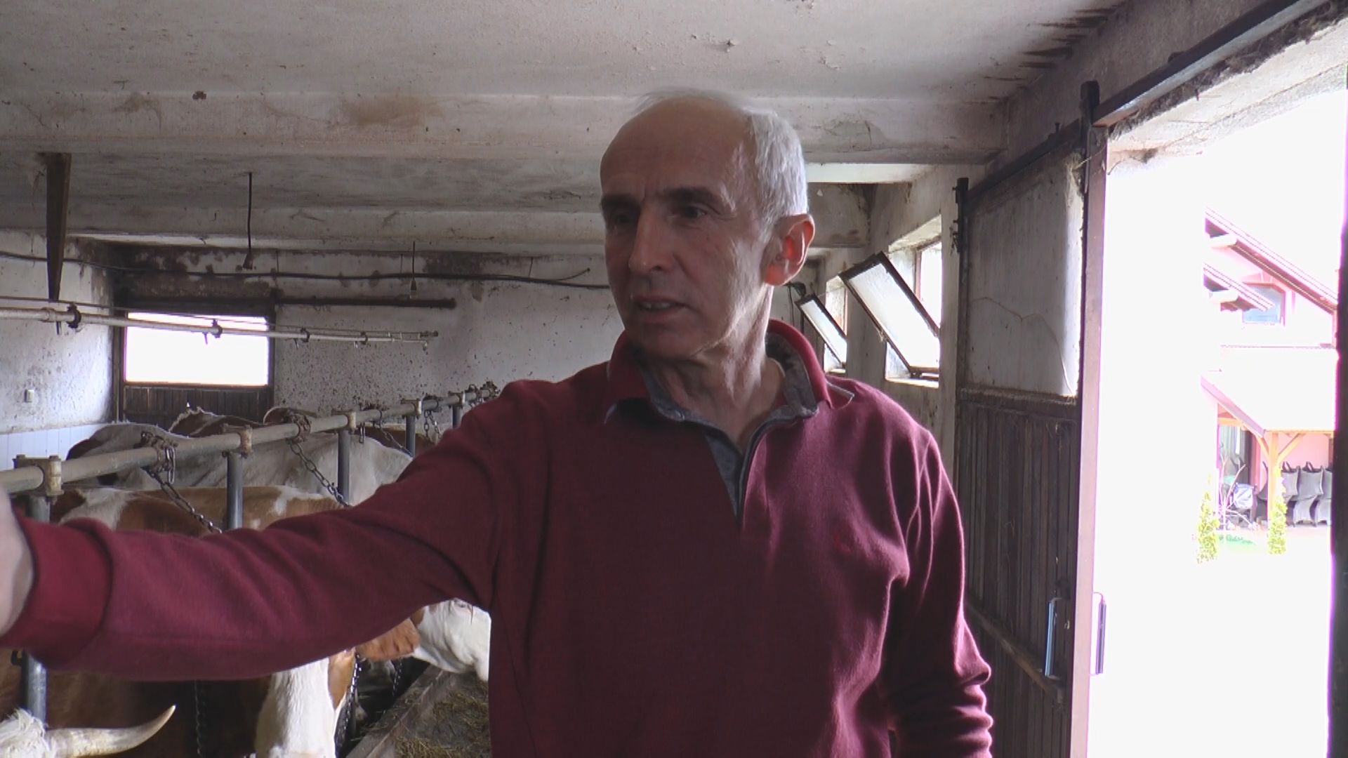One su posebne lepotice i jedine u Srbiji daju organsko mleko: Milan sa Zlatibora dve godine čekao sertifikat, nije bilo lako ali je računica više nego jasna i odlična (FOTO)