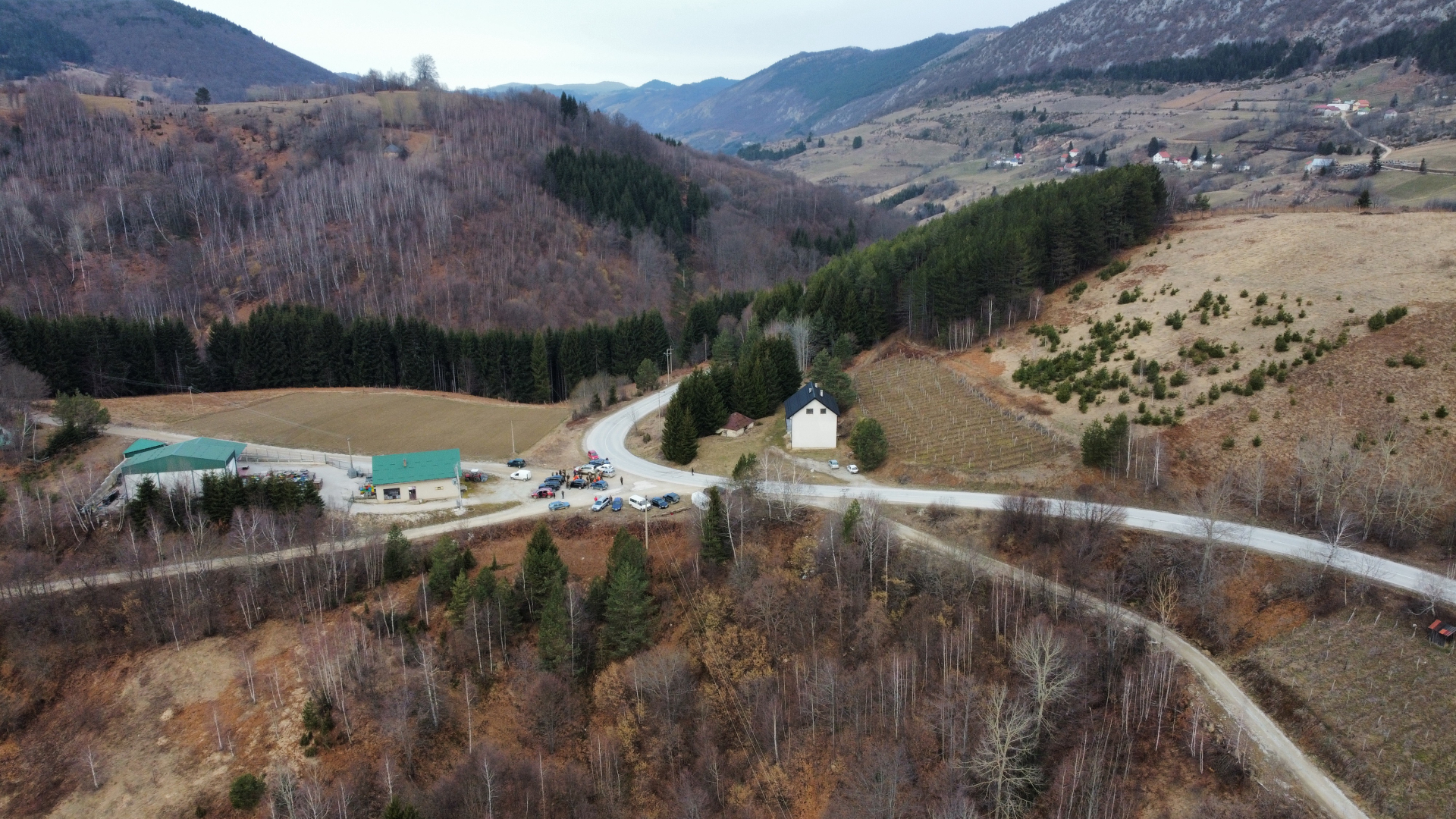 Opsadno stanje u ivanjičkoj šumi, preko 100 lovaca u hajci na opasne predatore: Velika hajka na vuka, ogromne štete prave i šire strah medju meštanima (FOTO)