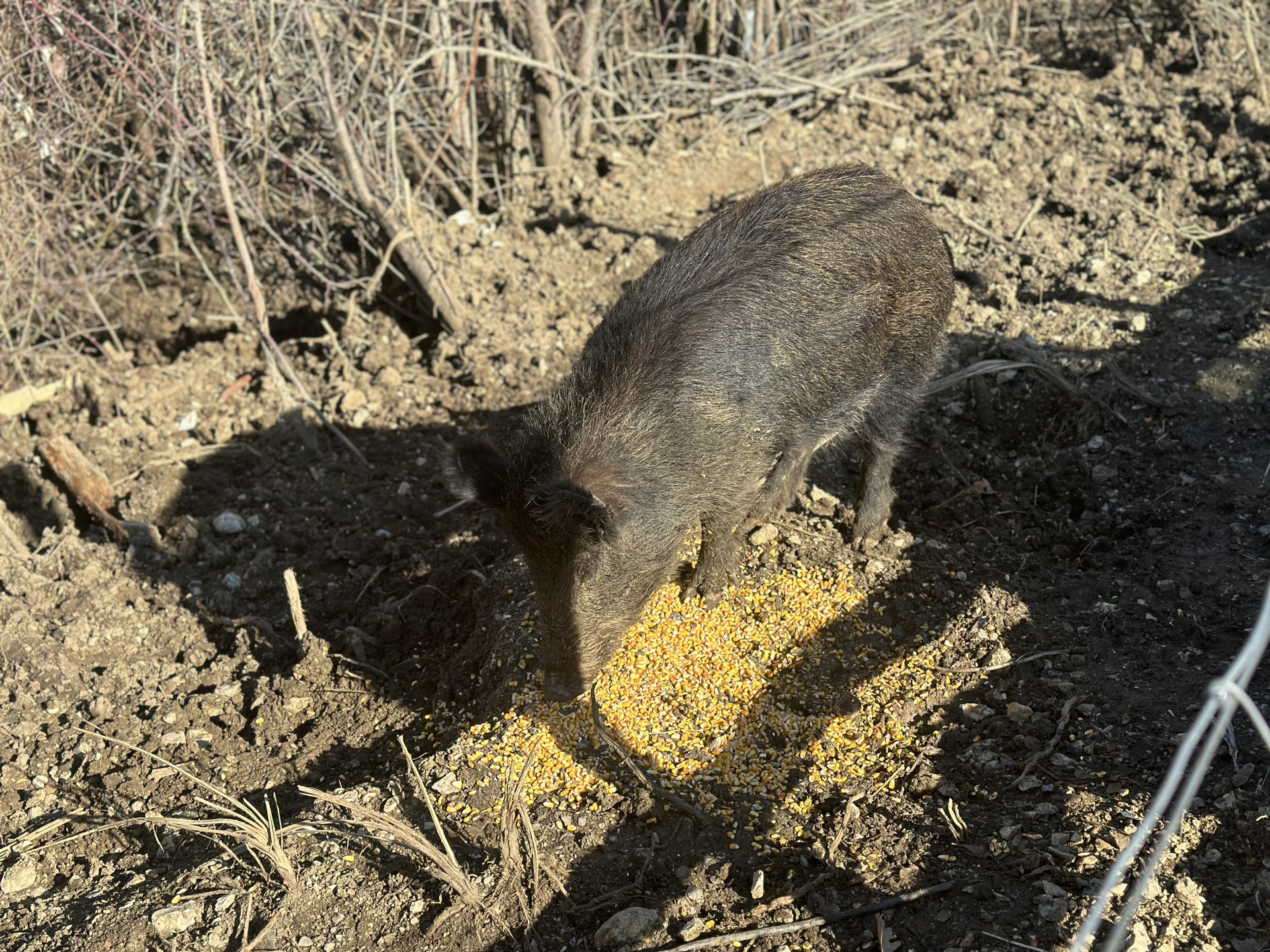 On je najmlađi farmer u Srbiji: Zoran iz Ježevice ima samo 16 godina ali je dečak za primer, sam kupio svoje životinje i brine o njima a vreme na internetu provodi samo kad je crveno slovo (FOTO)