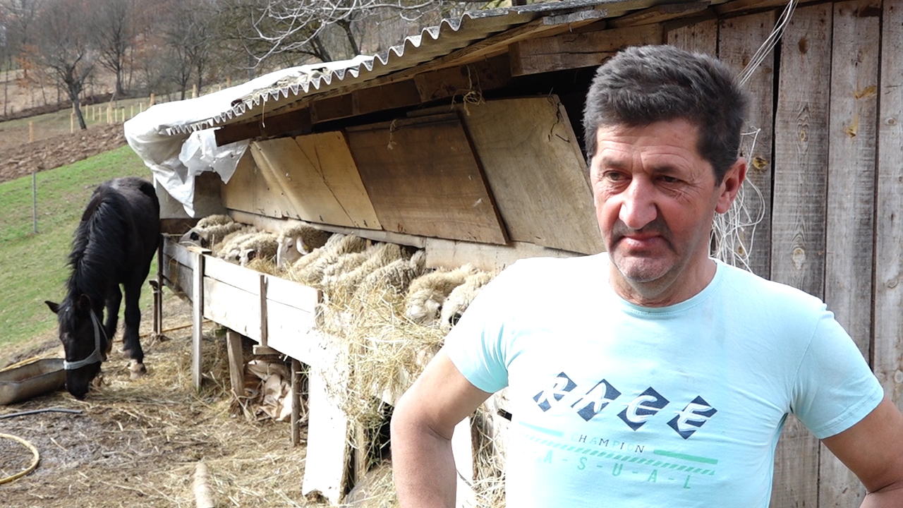 Krvavi pir kod Priboja: Psi lutalice upali na imanje Kovačevića i zaklali ovcu u dvoje jagnjadi (FOTO)