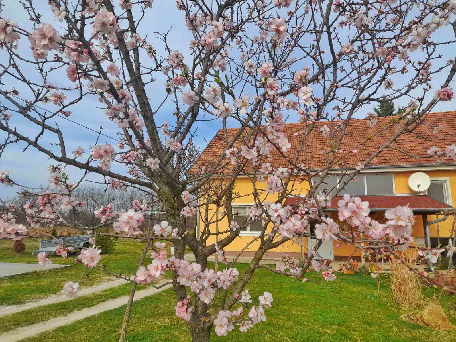 Drvo badema procvetalo kao da je proleće u punom jeku / foto: RINA