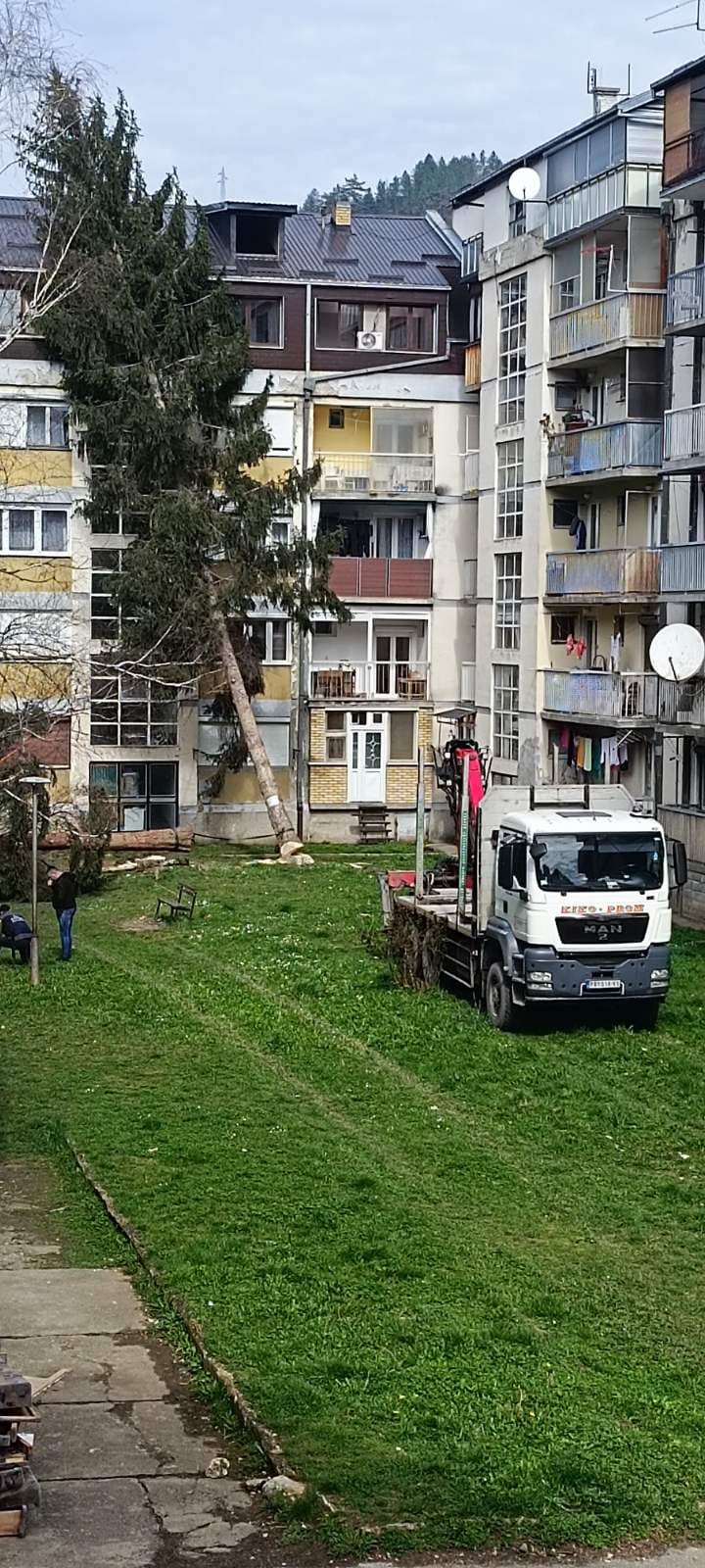Incident u Priboju: Posečeno drvo umesto na prazan prostor palo na zgradu, razbijen prozor na jednom od stanova (FOTO)