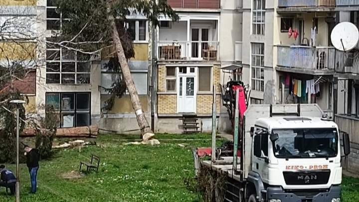 Drvo palo na zgradu u Priboju/ Foto: RINA